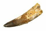 Real Fossil Spinosaurus Tooth - Restored Tip #351496-1